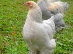 Продажа инкубационных яиц кур породы Брама лавандовая.