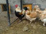 Продажа инкубационных яиц кур породы Фавероль лососевый. - фото 1