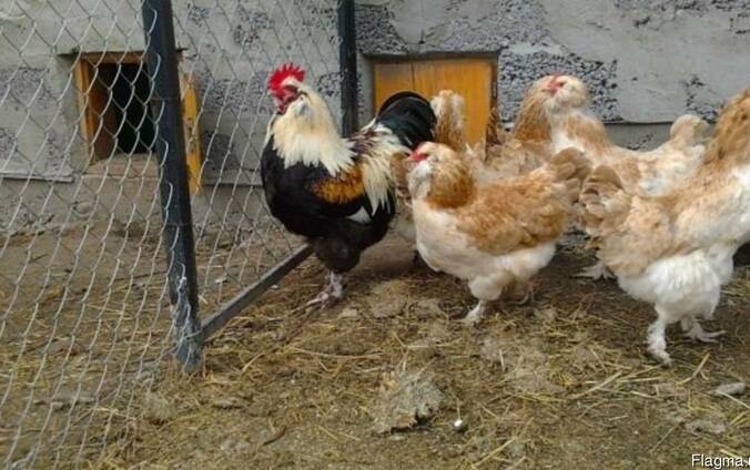 Продажа инкубационных яиц кур породы Фавероль лососевый.