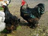Продажа инкубационных яиц кур породы Кохинхин. - фото 1