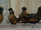 Продажа инкубационных яиц кур породы Падуан золотой. - фото 3