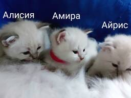 Продажа котят
