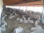 Продажа племенных баранчиков и ярочек - фото 2