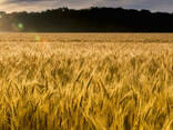 Продажа посевного материала сои кукурузы подсолнуха зерновых - фото 1