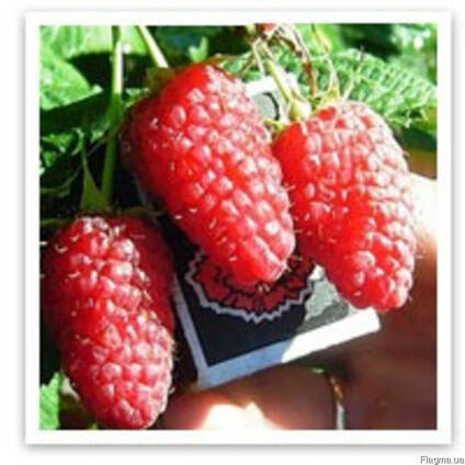 Продажа саженцев малины. Низкие цены! Доставка по Украине.