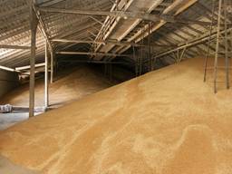 Пшеница протеин 11,5% Wheat protein 11,5%
