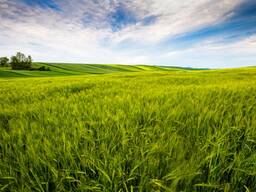 Продажа сельскохозяйственного предприятия в Одесской области.