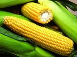 Семена кукурузы сорт Лакомка 25 кг - фото 1