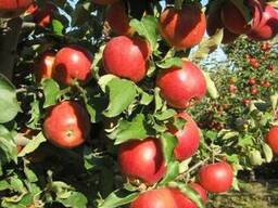 Продажа яблоневого сада 86 Га