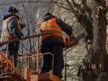 Профессиональный спил деревьев - фото 1