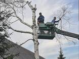 Профессиональный спил деревьев - фото 5