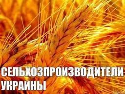 Производители зерновых, зернобобовых, масличных культур 2019