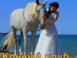 Прокат аренда белой лошади, пони, ослика