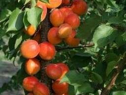 Пропонуєм саджанці абрикоса Цунамі