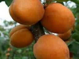 Пропонуєм саджанці абрикоса Голд Річ