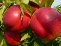 Пропонуєм саджанці ніктаріну Роун Голд