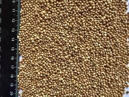 Пропоную Жовте ПРОСО(експортна якість)