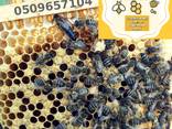 Продам чистопородні, селекційні бджоломатки, пчеломатки, матки Карпатки , плідні матки - фото 1