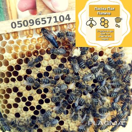 Продам чистопородні, селекційні бджоломатки, пчеломатки, матки Карпатки , плідні матки