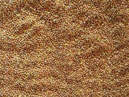 Просо жовте