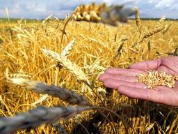 Пружины , запчасти для  ДСП-50