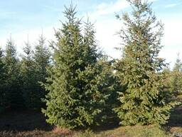 Псевдотсуга 3-7 метров
