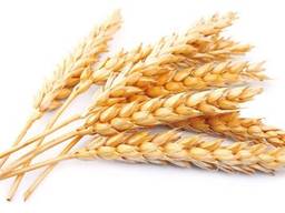 Пшеница 3 класс 11.5% протеин