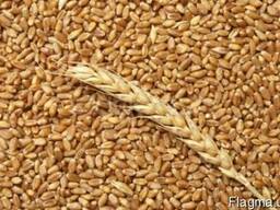 Пшеница 2,3 класса