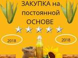 Пшеница. - фото 1