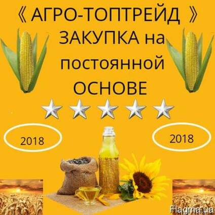 Пшеница.