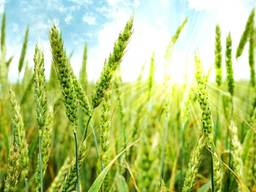 Пшеница Берегиня Мироновская (Б/О)