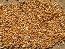 Пшеница фуражная