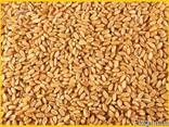 Пшеница, кукуруза - фуражная для кормовых целей. - фото 3