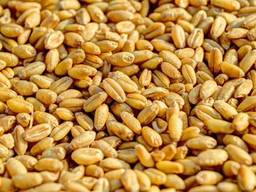 Пшеница, кукуруза на корм