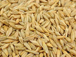 Пшеница • Отруби • Ячмень • Кукуруза • Зерносмеси • Шрот