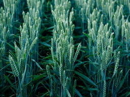 Пшеница озимая Австрия сорт Апостел семена