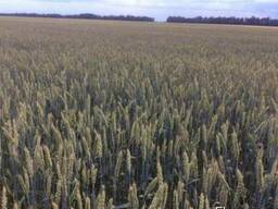 Пшеница Озимая Графиня