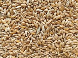Пшеница озимая твёрдая , сорт "Назим", репр-элита.