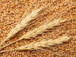 Wheat Export . Пшеница Экспорт.