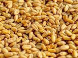 Хозяйство реализует зерно: пшеницы, ячменя, кукурузы, гороха !!!