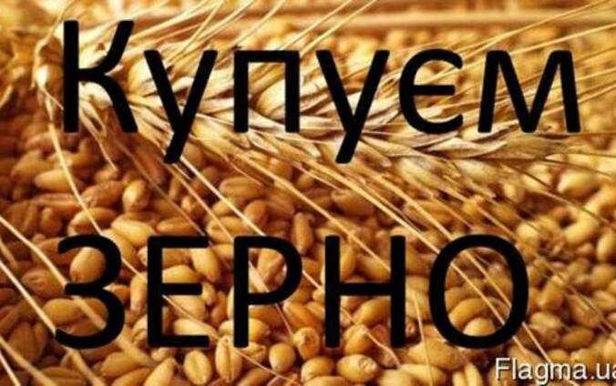 Пшениця Купуємо