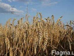 Пшениця Ленокс 1р