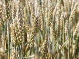 Пшениця Миронівська 65 / пшеница / зерно / семена пшеницы - фото 2