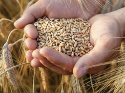 Пшениця твердих сортів 1-2 клас продам