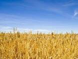 Пшениця 2,3 клас - фото 1