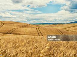 Пшениця по Харківській області