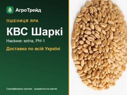 Пшениця яра КВС Шаркі: продаж насіння, еліта, РН-1