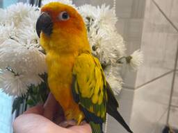 Пташеня аратинга, сонячний аратинга ручні пташенята