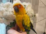 Пташеня аратинга, сонячний аратинга ручні пташенята - фото 1