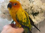 Пташеня аратинга, сонячний аратинга ручні пташенята - фото 3